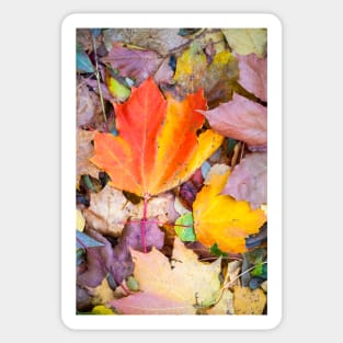 Fallen Leaves Sticker